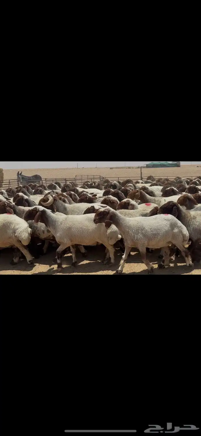 غنم نعيم صنف الصنف . 2