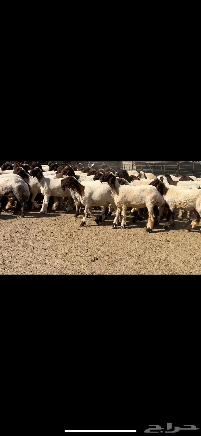 جذعات نعيم مقنوي للبيع 6