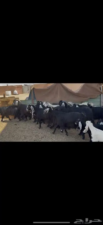 معزا عوارض متابيع . 4