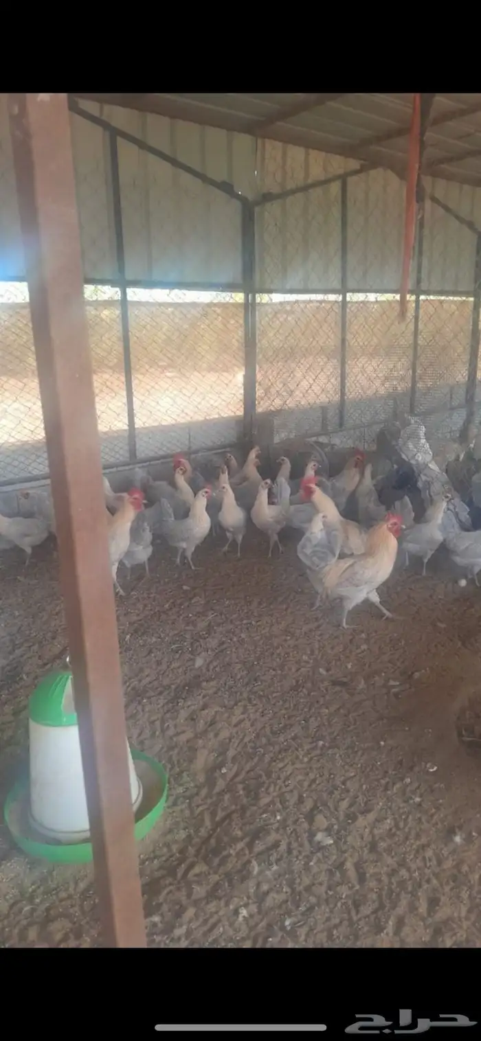 دجاج فيومي سوبر قولد بيور 1