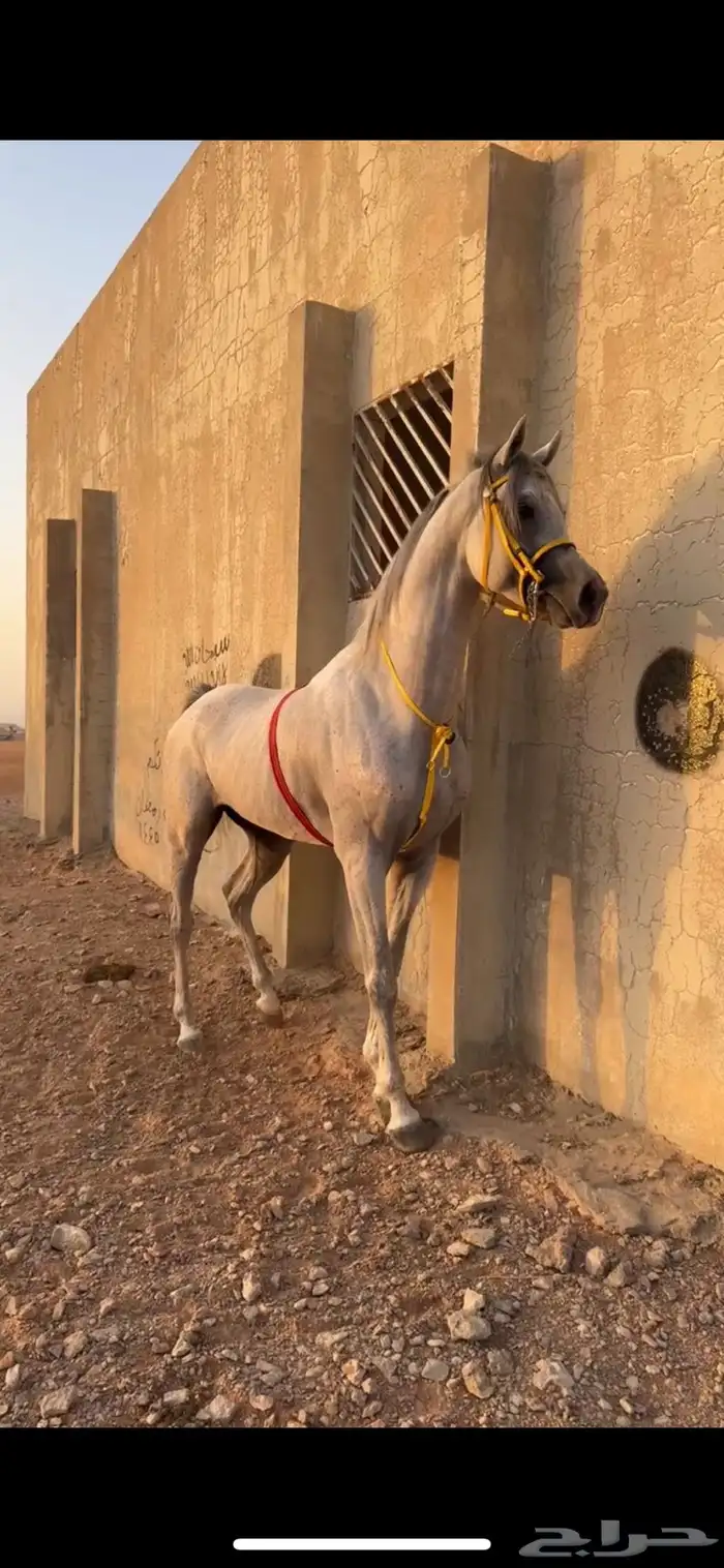 حصان واهو 7