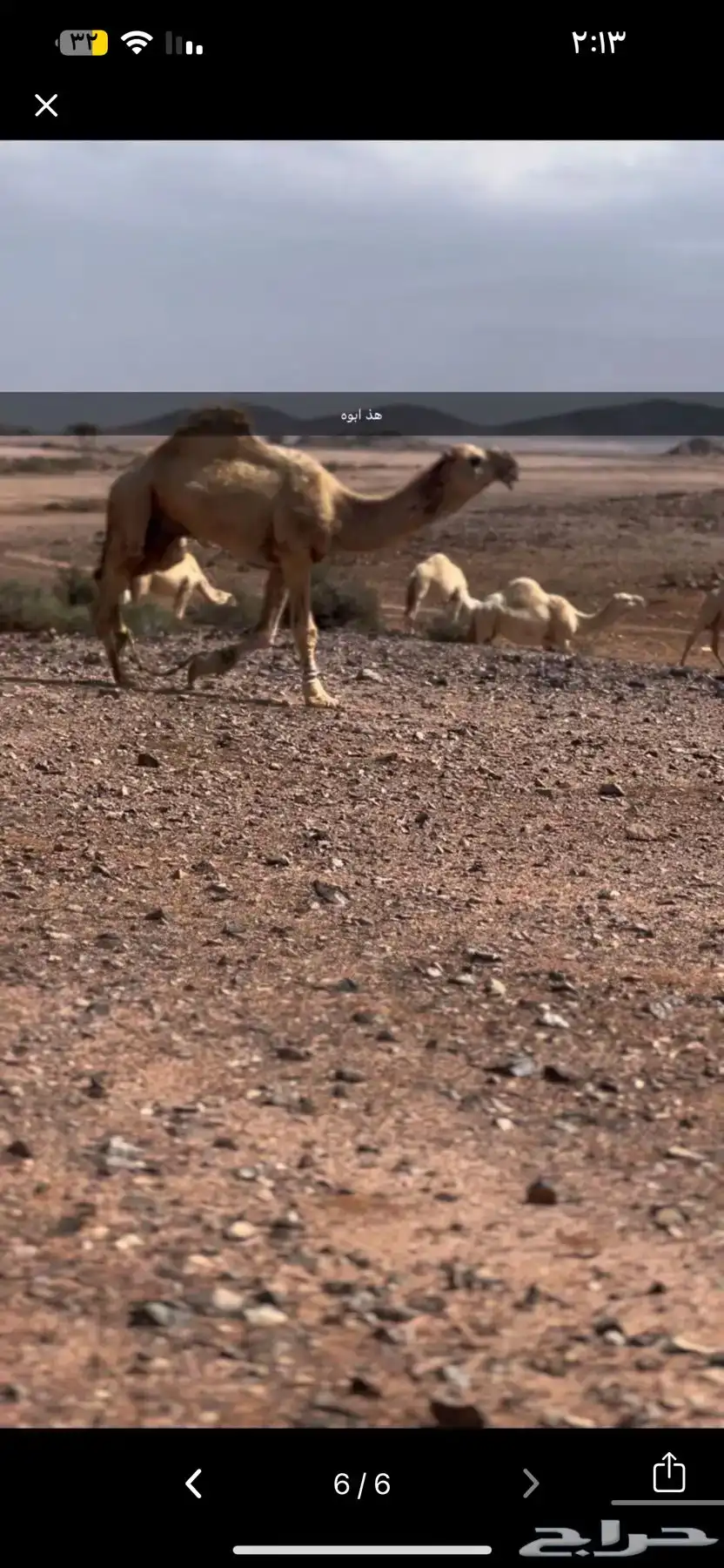 بكره العمر جذعه البكرة سليمة شرط اللقاح ست شهور على البعير 4