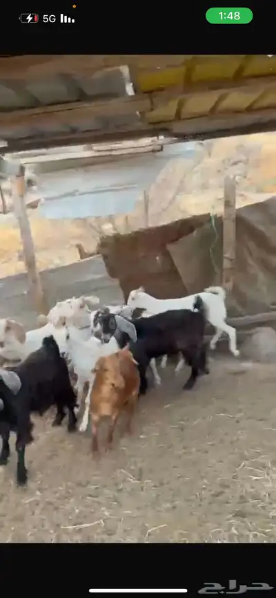 تيوس وجفار للبيع 1
