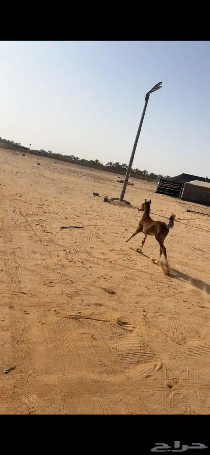 مهر عمره شهرين صحته كفو 1