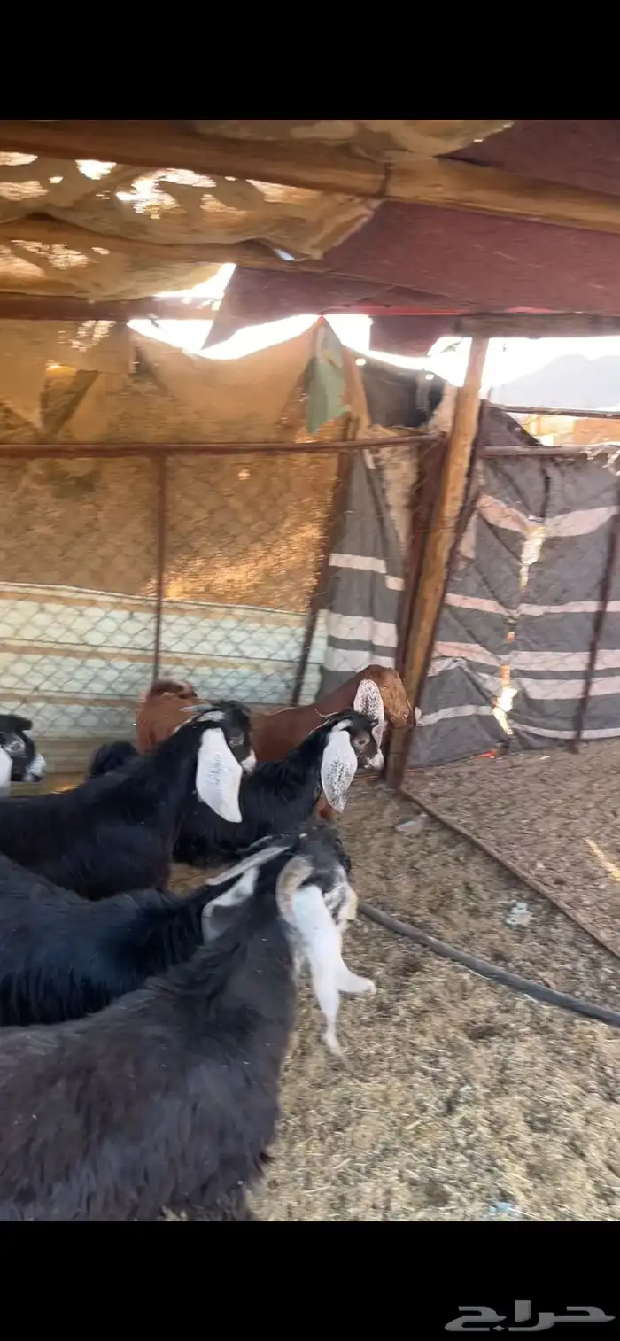 تيوس وجفار للبيع 3