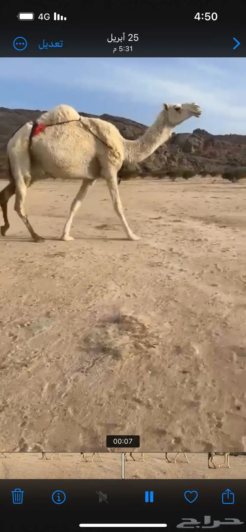 ضروبه وضحى سنها ثنيه هديه 0