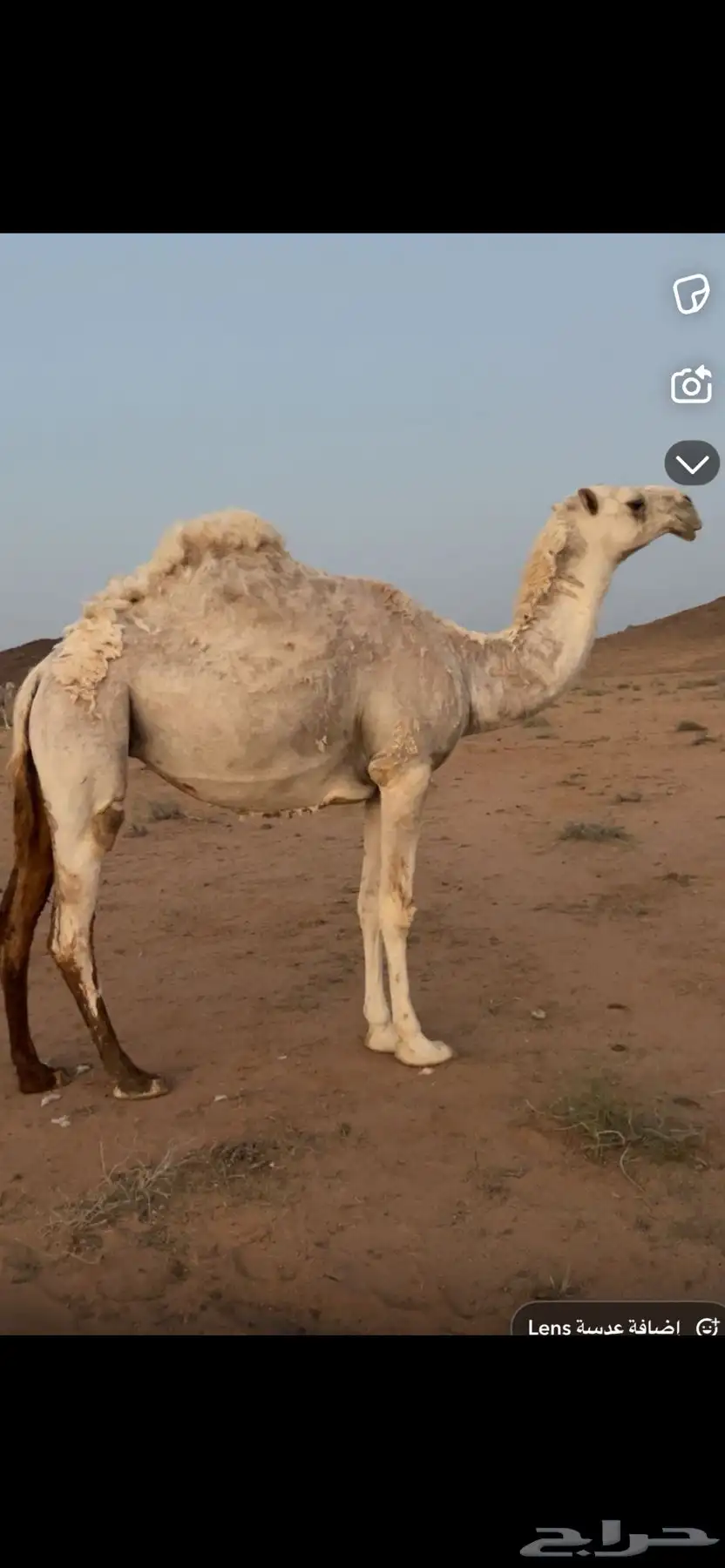 بكره العمر جذعه البكرة سليمة شرط اللقاح ست شهور على البعير 0