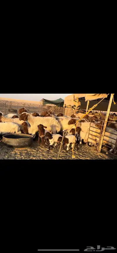 غنم نعيم مطافيل مراح واحد . 0