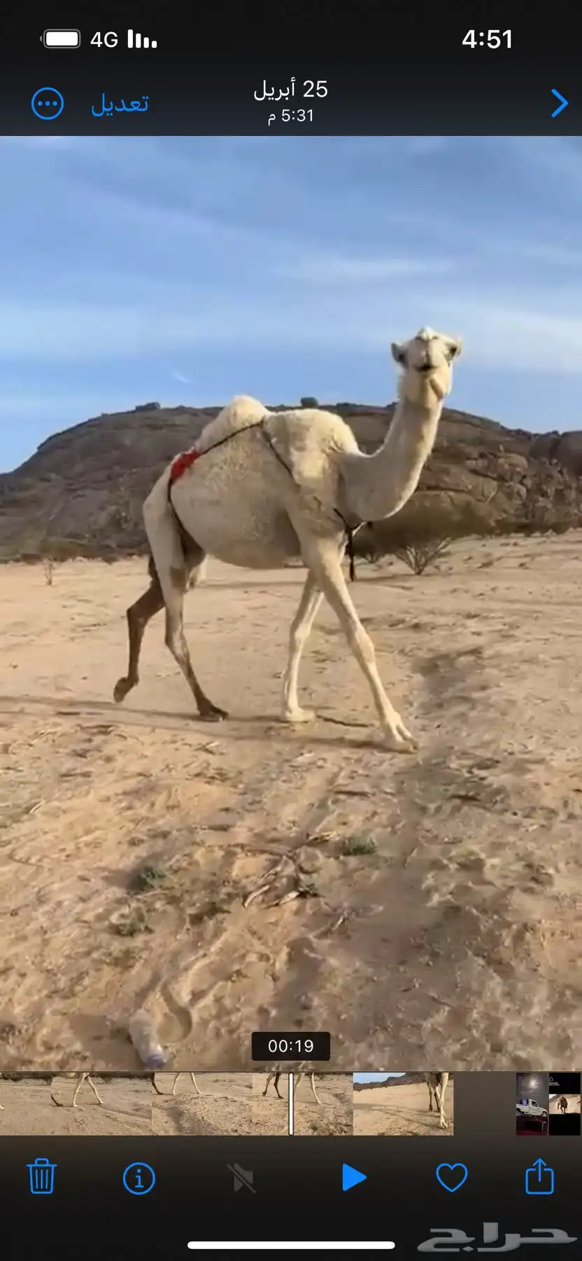 ضروبه وضحى سنها ثنيه هديه 2