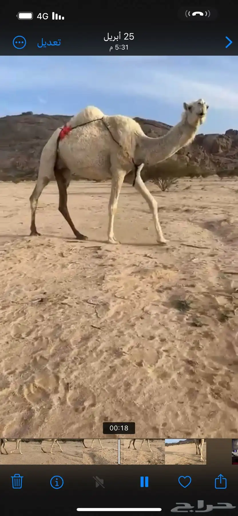 ضروبه وضحى سنها ثنيه هديه 1