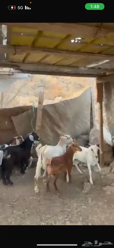 تيوس وجفار للبيع 0