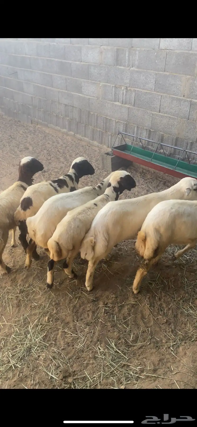 رخال رفيديه 2
