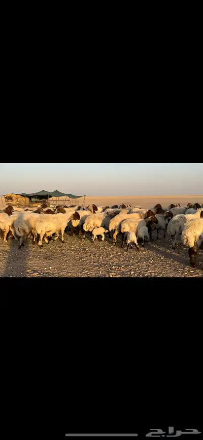غنم نعيم مطافيل مراح واحد . 7