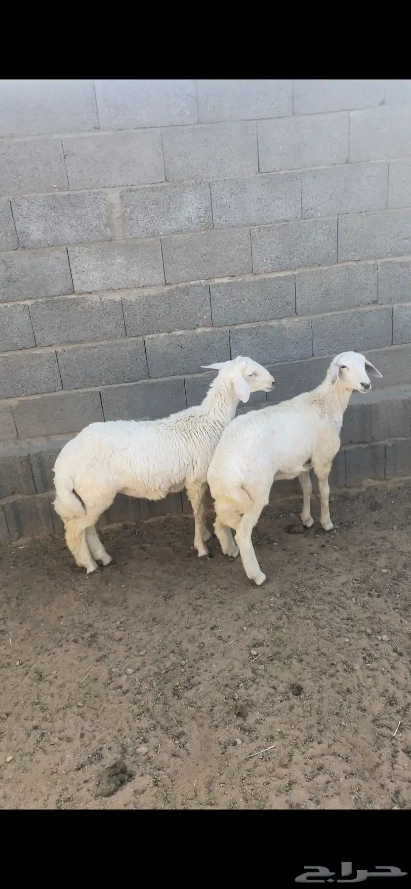 رخال رفيديه 3