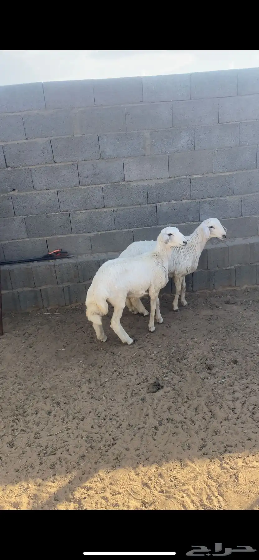 رخال رفيديه 4
