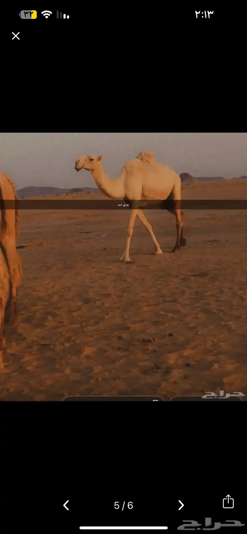 بكره العمر جذعه البكرة سليمة شرط اللقاح ست شهور على البعير 5