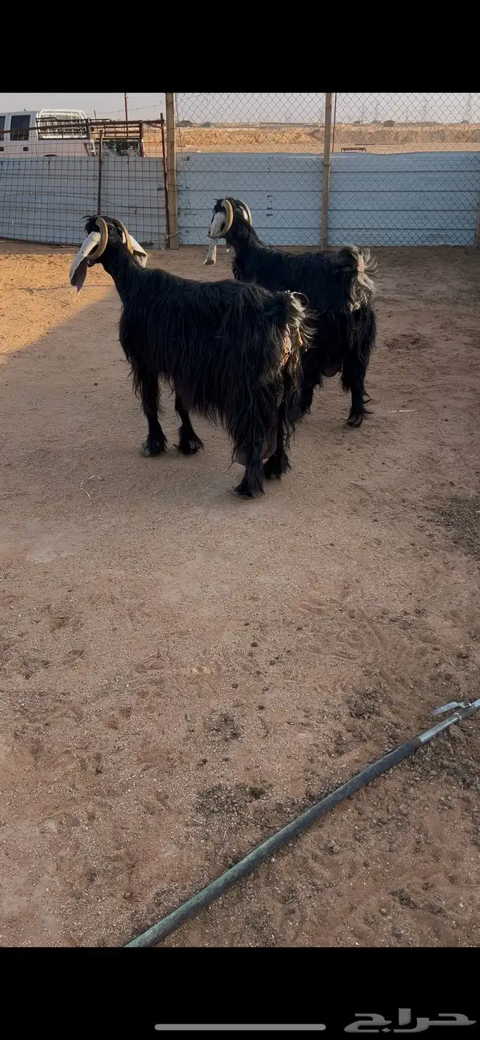 معزا عوارض حليب 0
