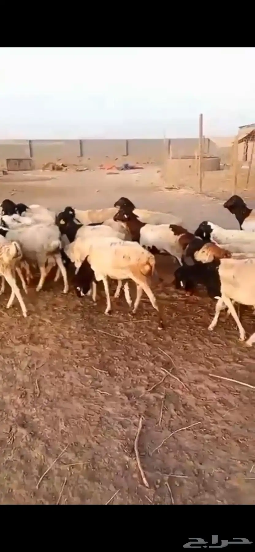 طليان بربري جرم 1