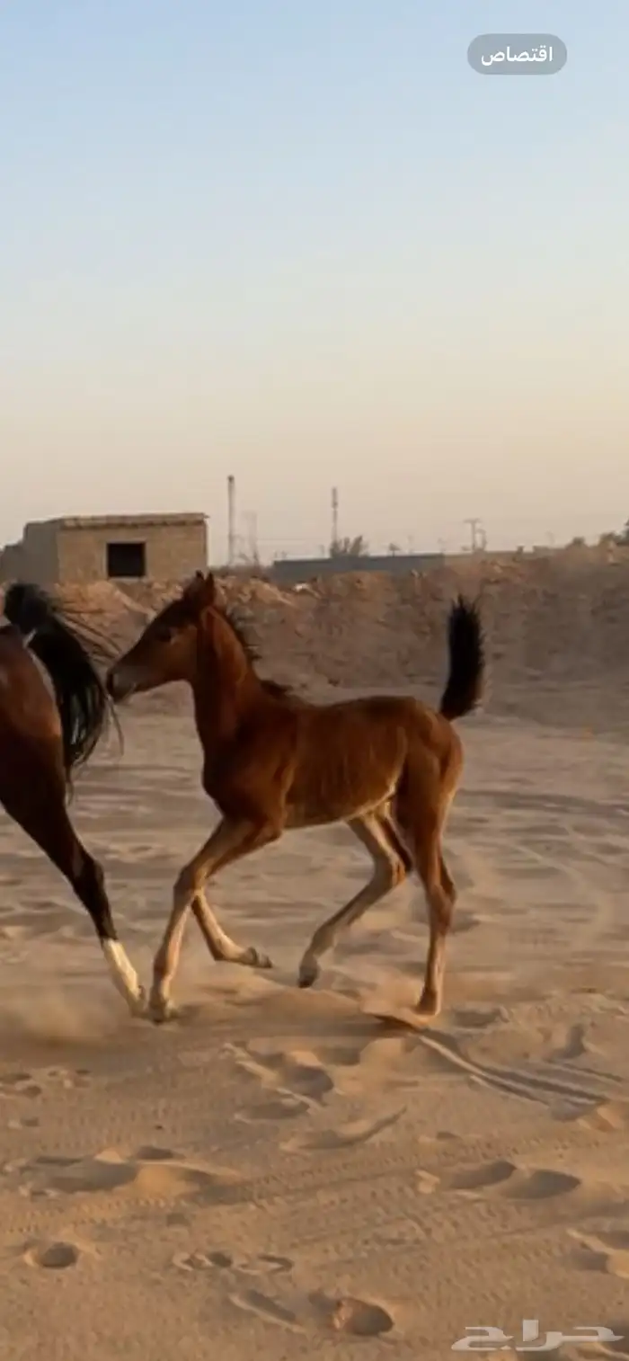 مهر عمره شهرين صحته كفو 0