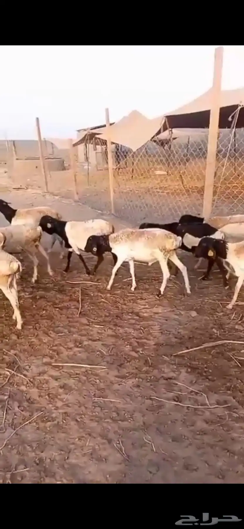 طليان بربري جرم 5
