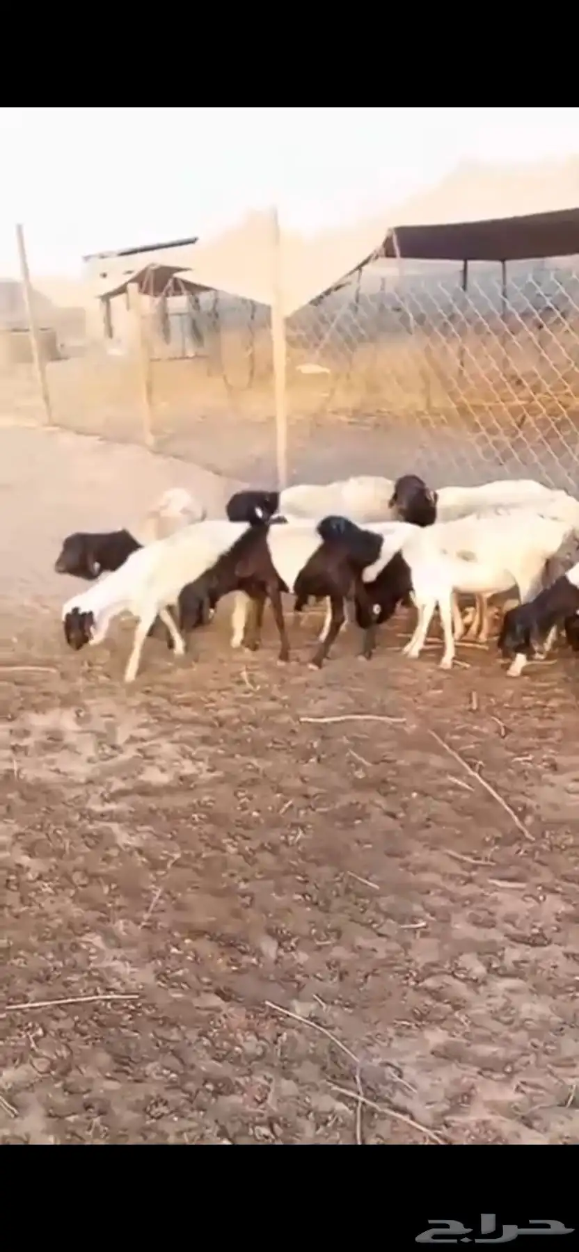 طليان بربري جرم 6