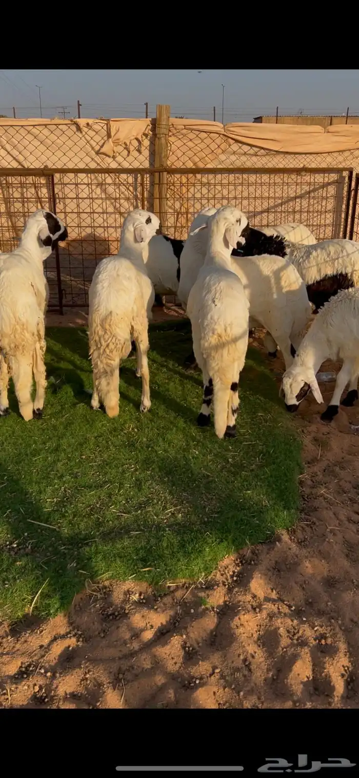 سواكن مرابي فل شحم 0