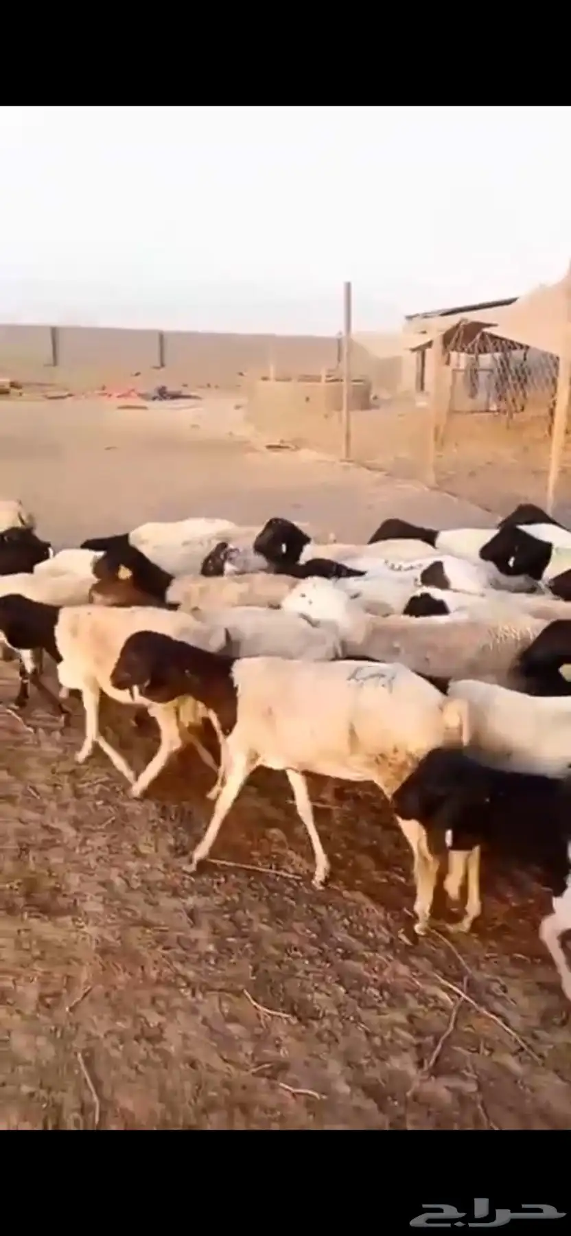 طليان بربري جرم 3