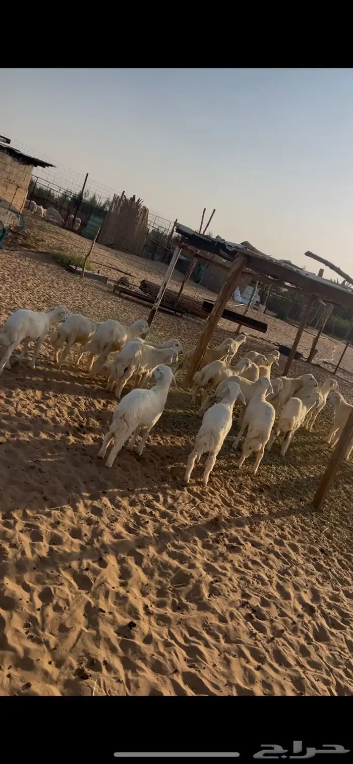 طليان العدد 20 إعمارها من 3 شهور 1