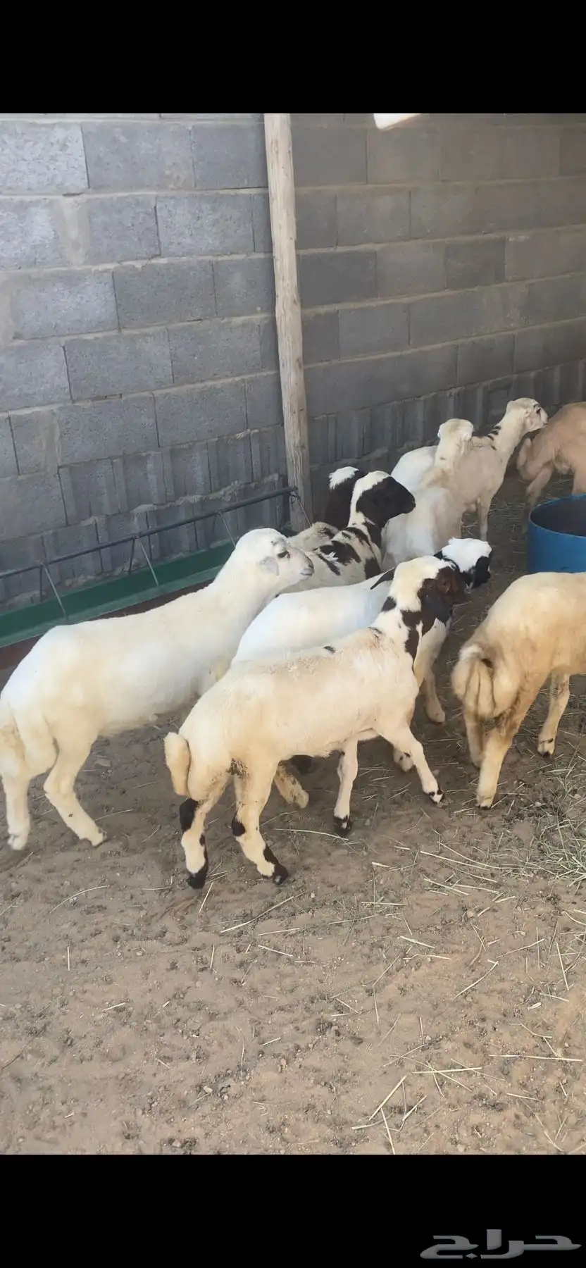 رخال رفيديه 0