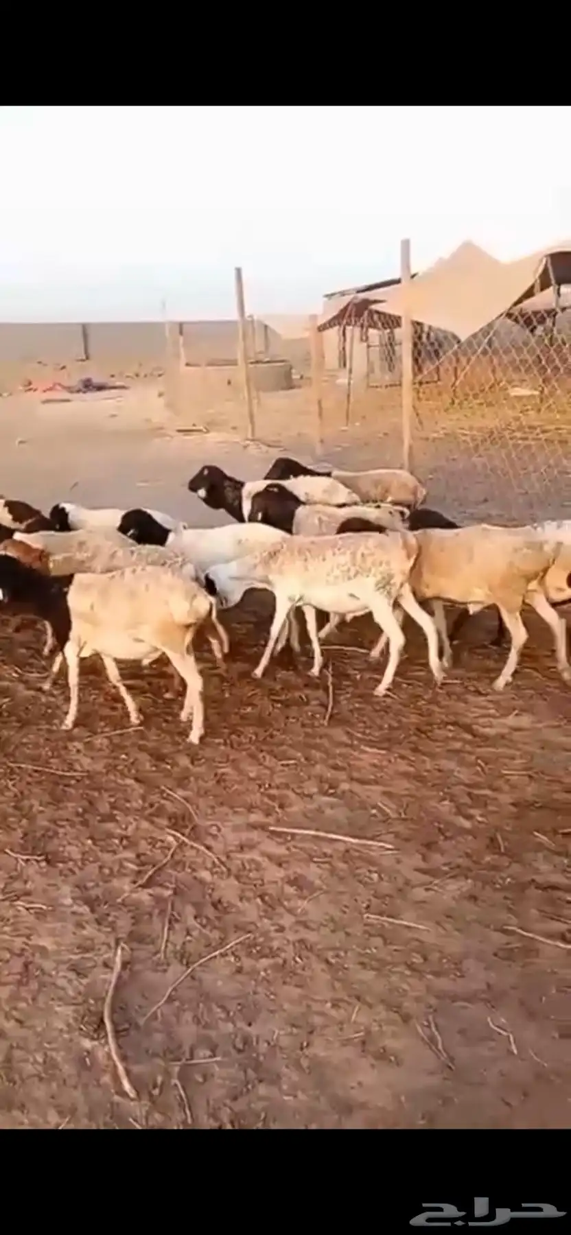 طليان بربري جرم 0