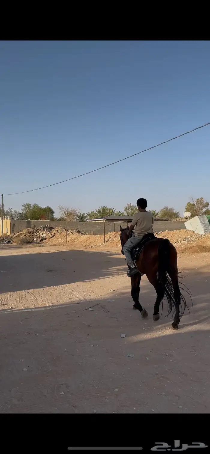 تدريب ركوب الخيل وركوب بساعه خارجي بنفود ورحالة خارجيه 2