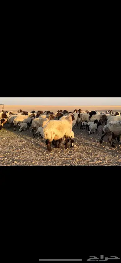 غنم نعيم مطافيل مراح واحد . 5