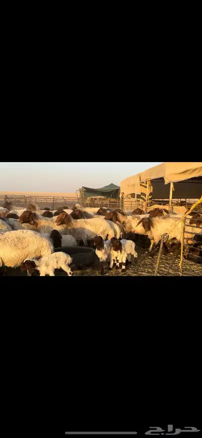 غنم نعيم مطافيل مراح واحد . 1