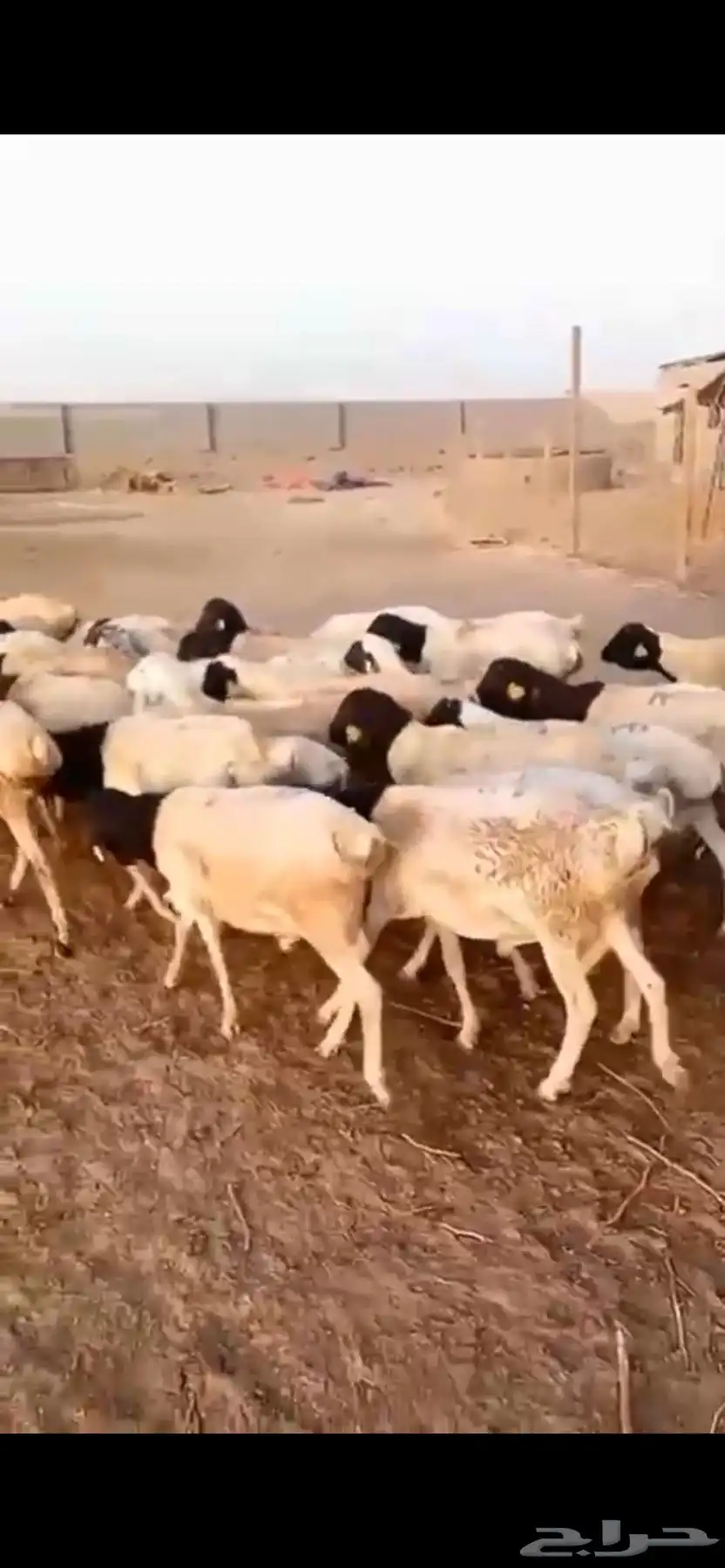 طليان بربري جرم 4