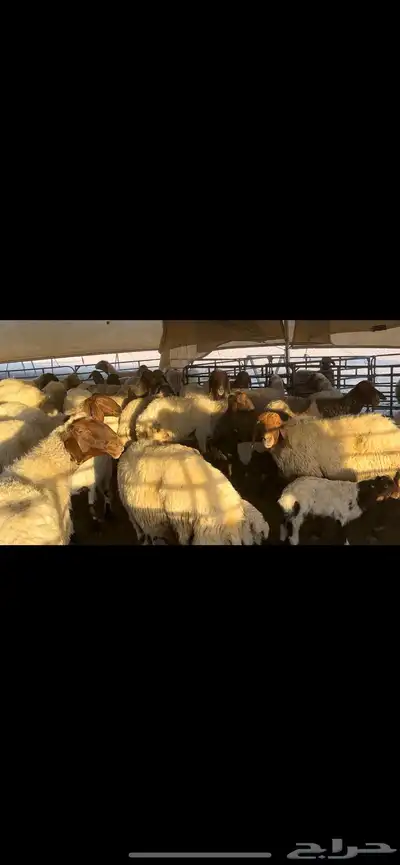 غنم نعيم مطافيل مراح واحد . 3