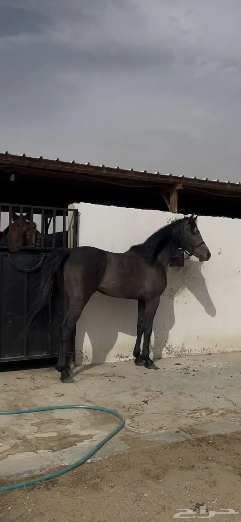 حصان شعبي للبيع 3
