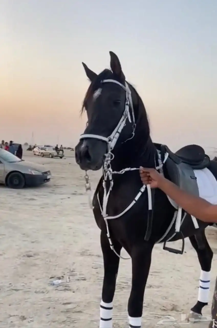 حصان شعبي للبيع 1