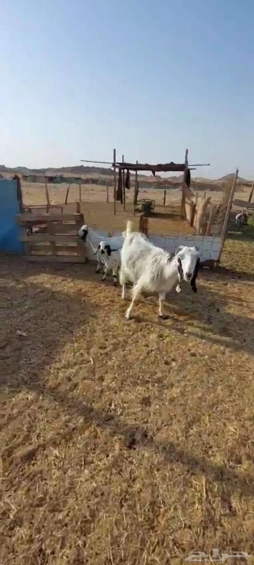 جفار مقاني . وعنز متومة وجفار بيضاء 9