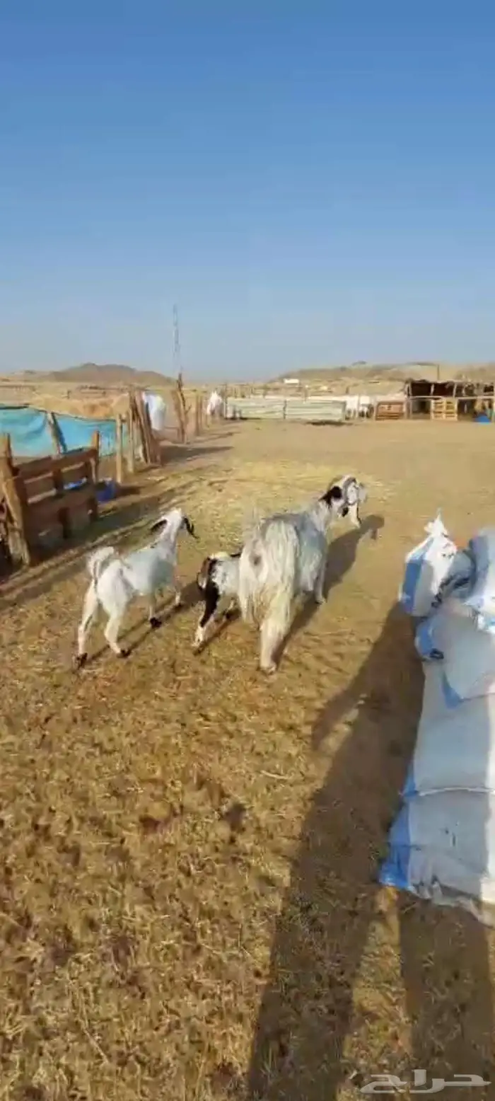 جفار مقاني . وعنز متومة وجفار بيضاء 8
