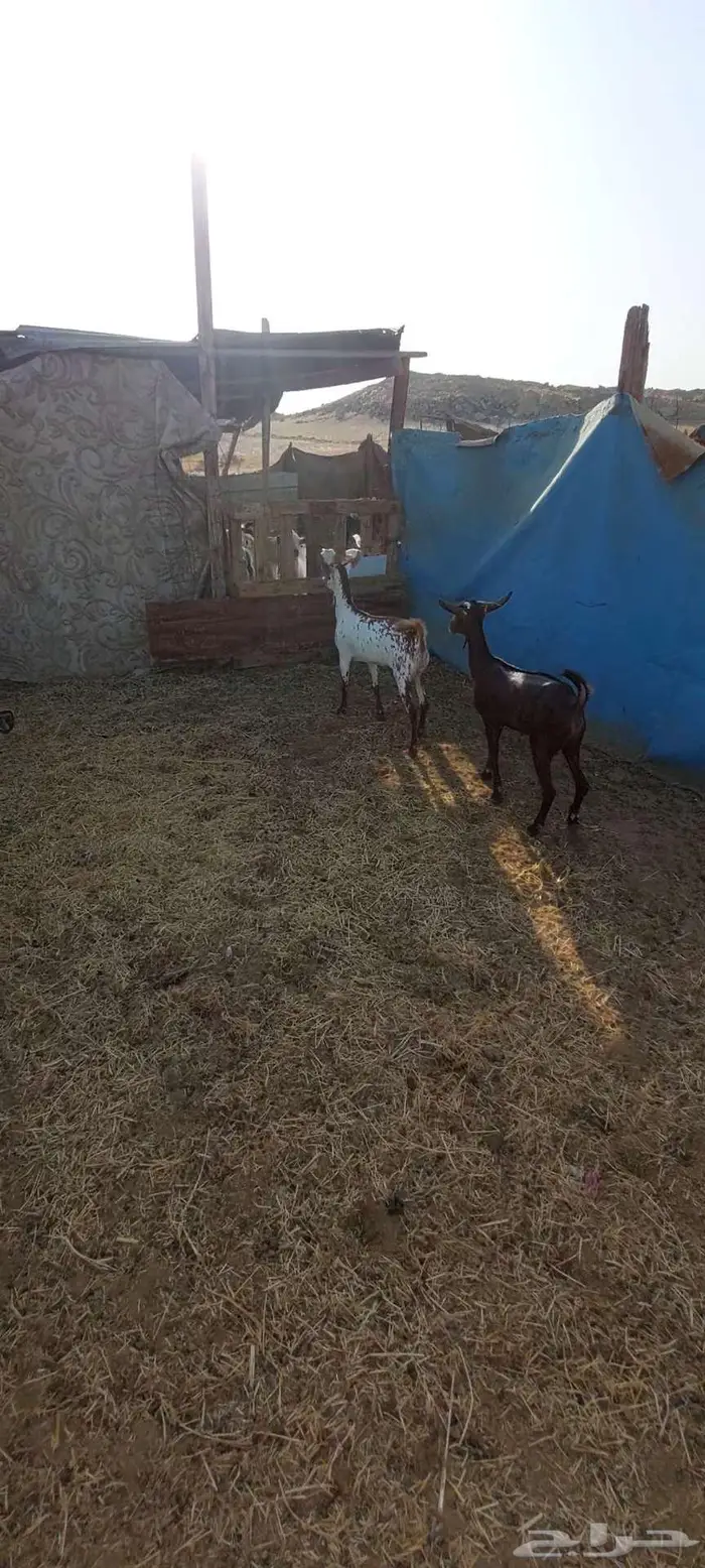 جفار مقاني . وعنز متومة وجفار بيضاء 4