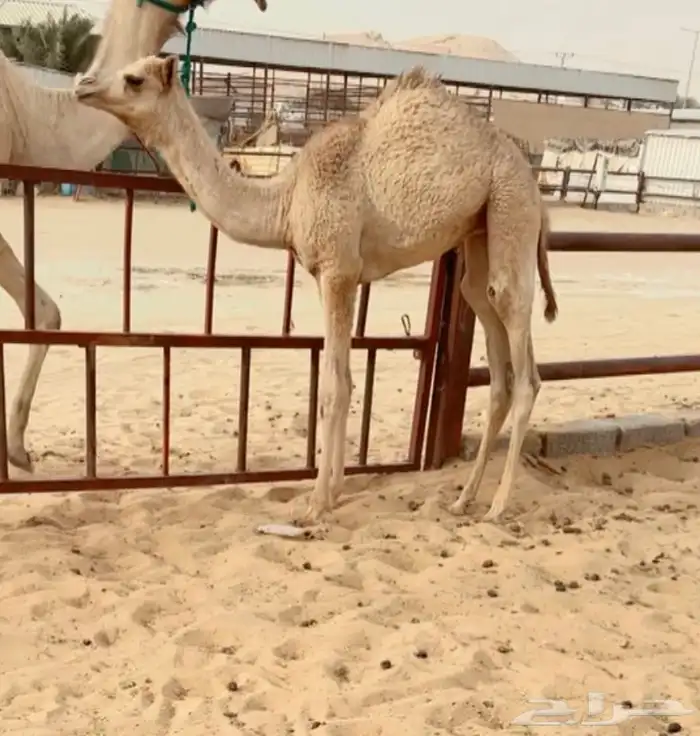 خلفه نوعيه 1