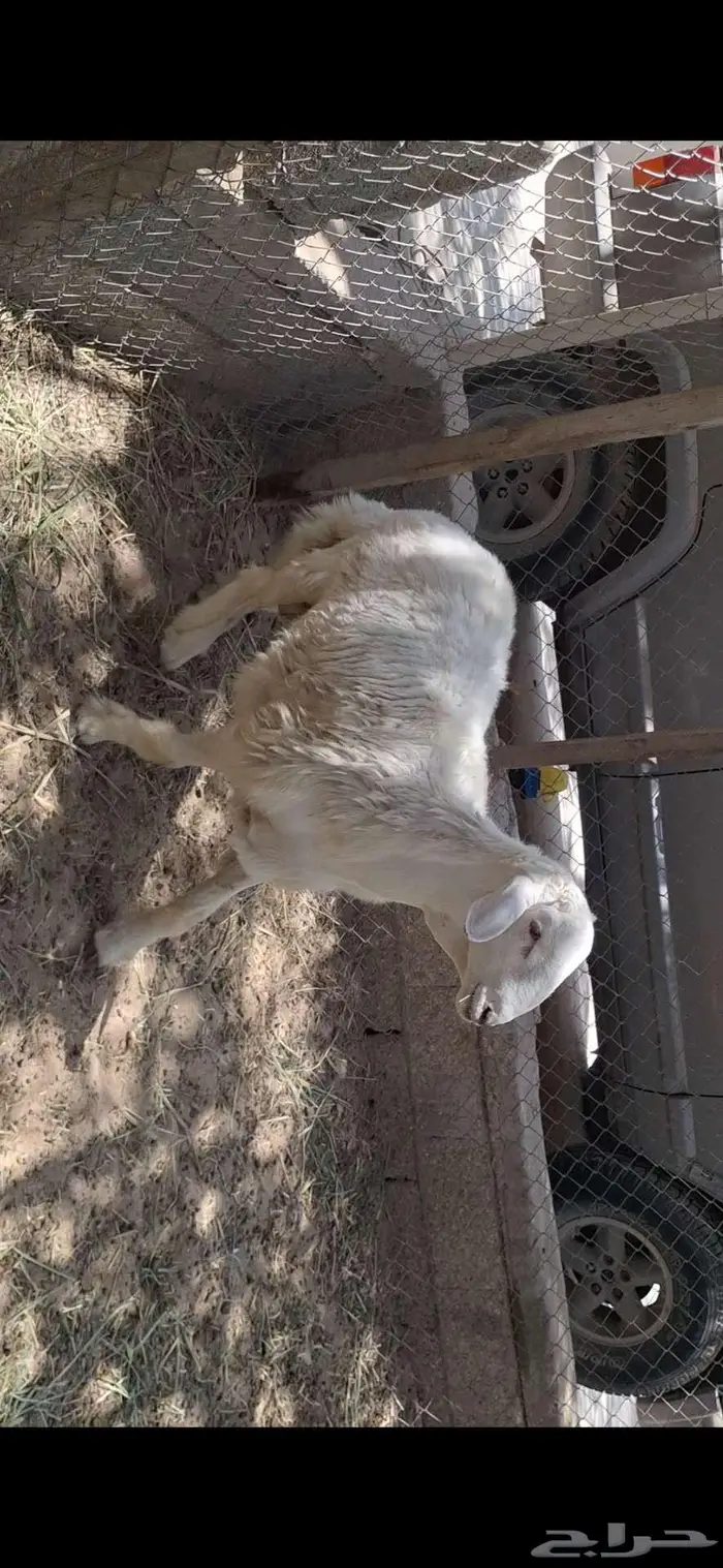 خروف حري فحل 2