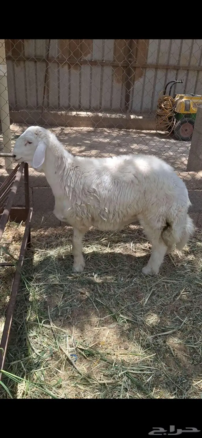 خروف حري فحل 3
