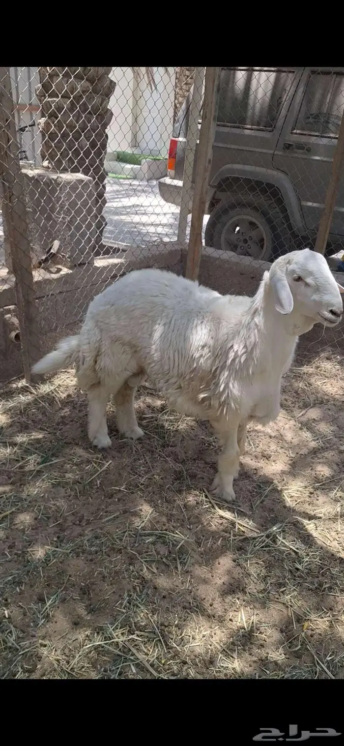 خروف حري فحل 1