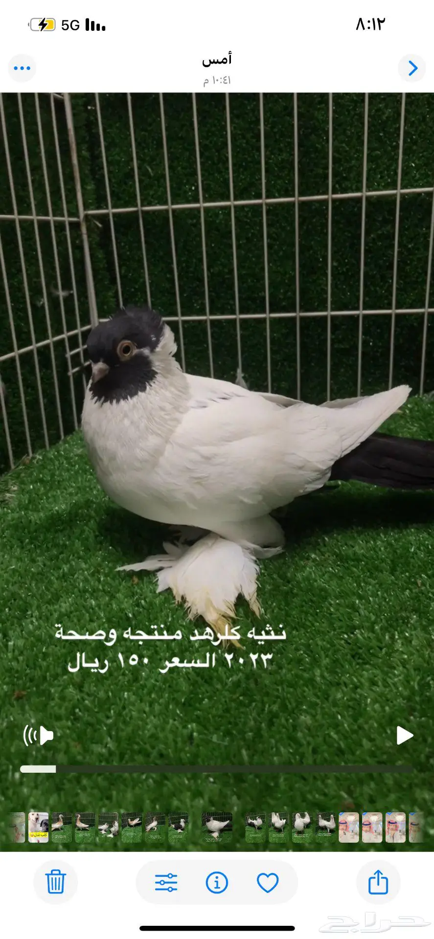 كلرهد اناثي منتجات الموقع الاحساء 2
