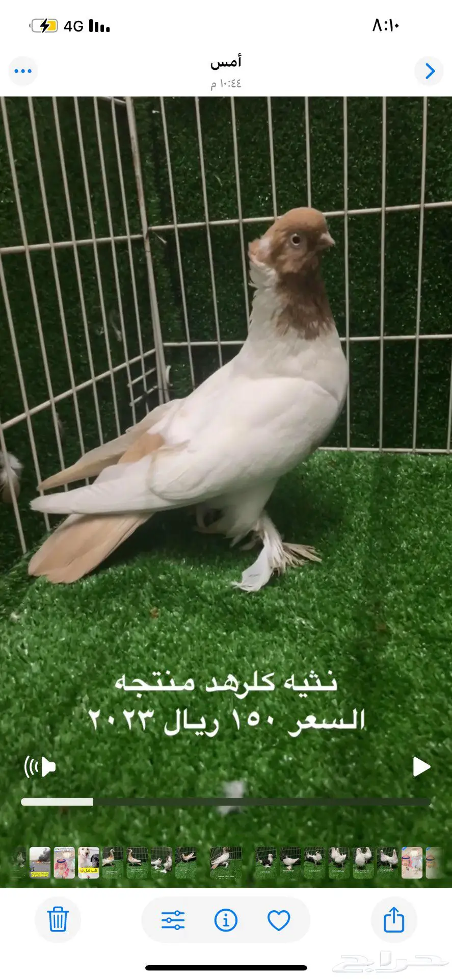 كلرهد اناثي منتجات الموقع الاحساء 0