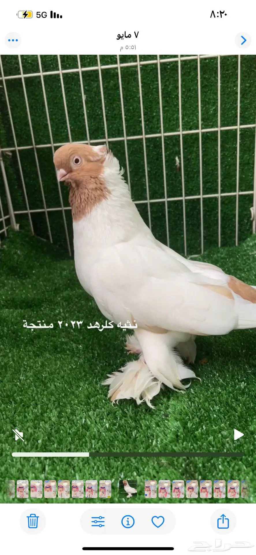 كلرهد اناثي منتجات الموقع الاحساء 1