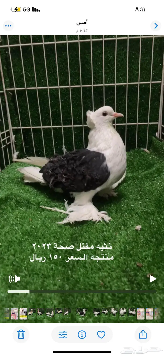كلرهد سوداني هلمت مفتل بالاحساء 1