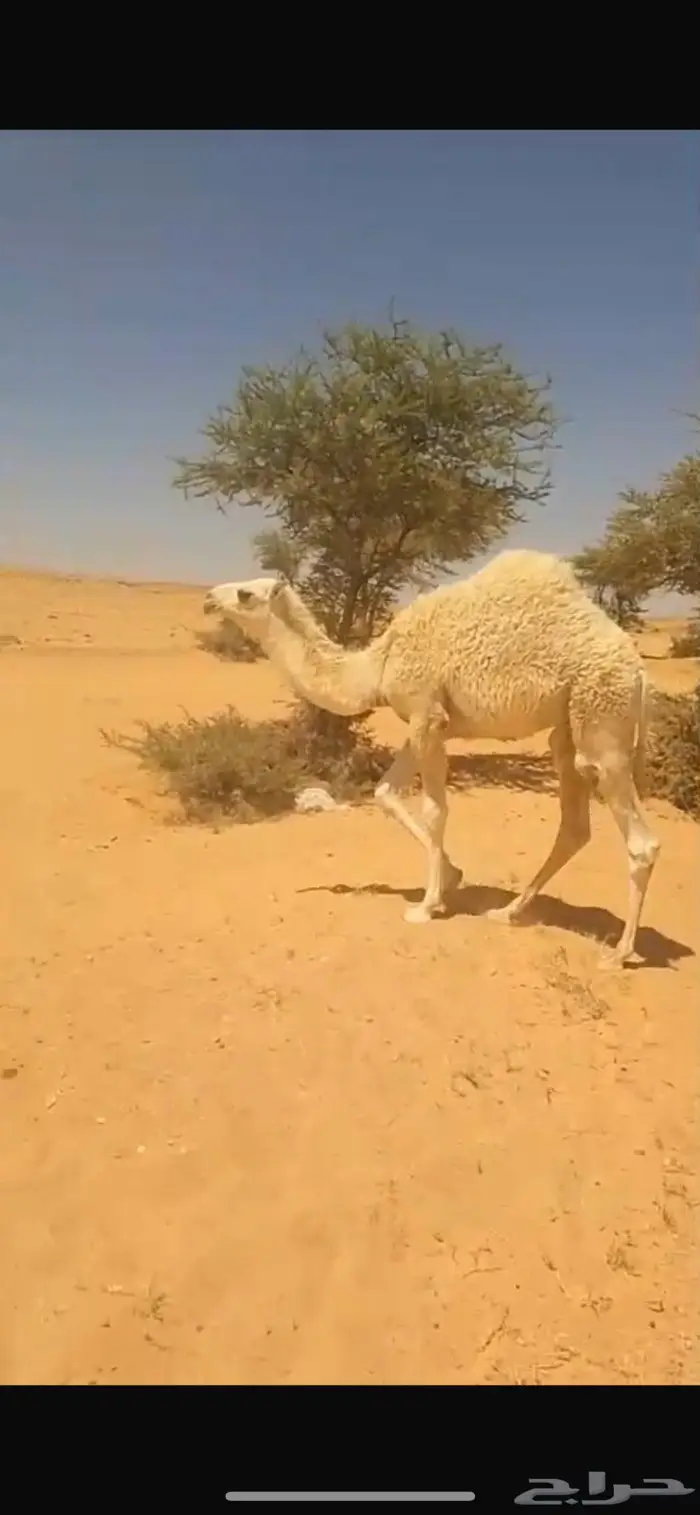 قعدان ثلاثة أعمارها 6 اشهر طيبه بالحيل مغلقه 0