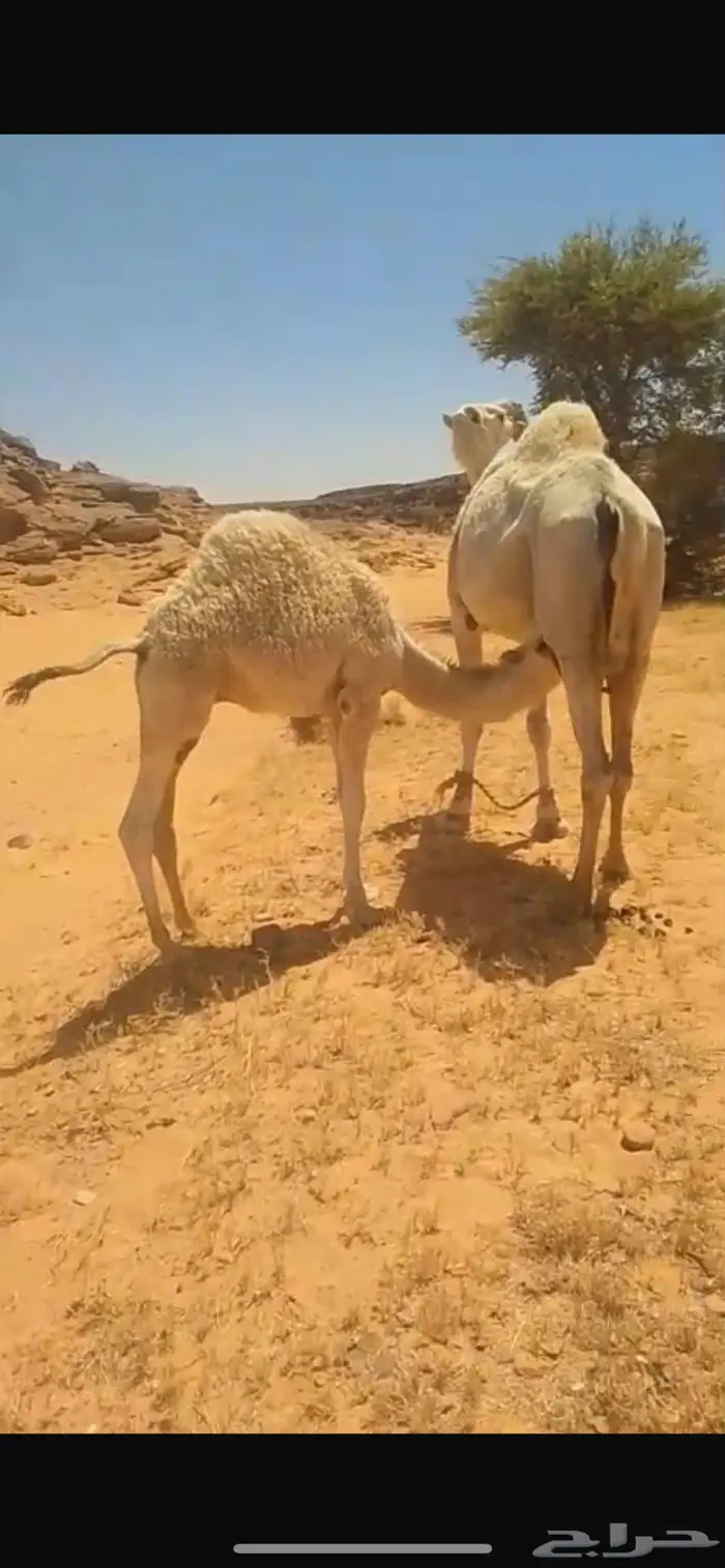 قعدان ثلاثة أعمارها 6 اشهر طيبه بالحيل مغلقه 3